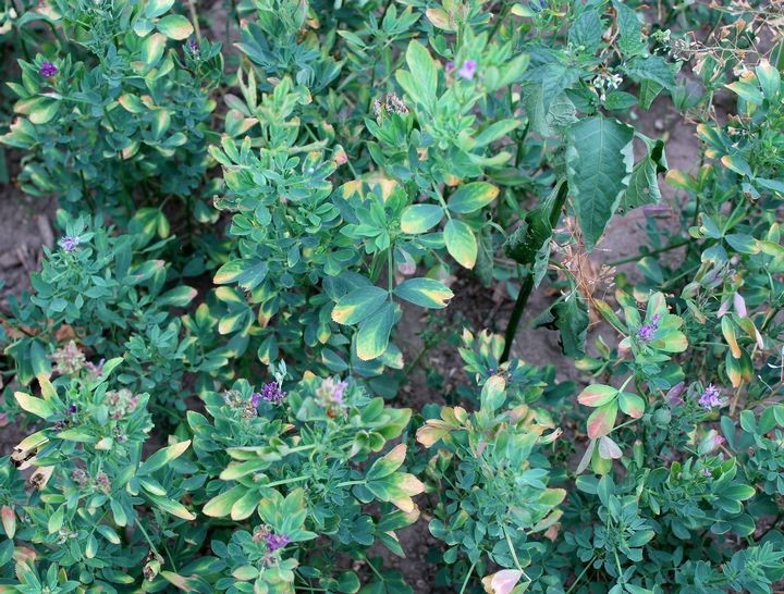 Hopper burn in alfalfa 